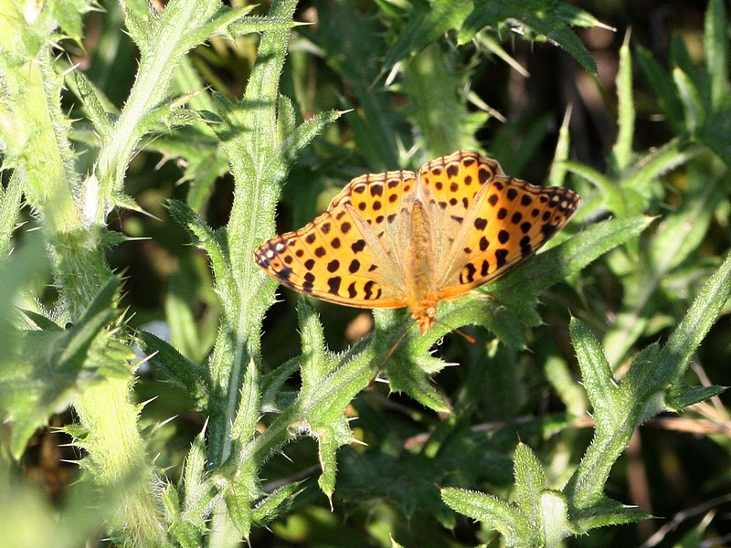 Melitaea phoebe, Melitaea didyma, Issoria lathonia